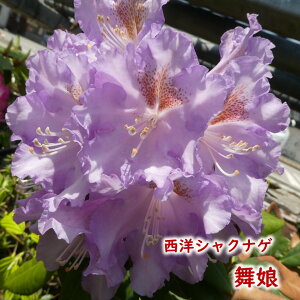 y2025NtJԌ݊zmVNiQ y  z c c ږ2N 5 20`30cm Mtg v[g  A _ V{c[ Γ Γ [hfh ZCEV