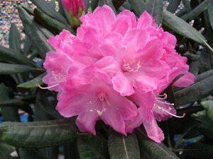 Qt zVNiQwJzVNx ږ1N Γ c c _  A LO Ύ gt  