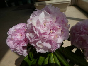 Qt R07-027 d炫VNiQw]x ږ1N 10-15cm i摜̓C[Wł Γ c c _  A LO Ύ gt  