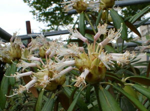 R07-030 cNVVNiQw@ځiقjx ږ1Nځ@10-15cm@i摜̓C[Wł Γ c c _  A LO Ύ gt  