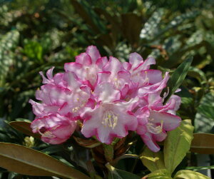 R07-031 cNVVNiQ ֍炫w}̉x ږ1Nځ@i摜̓C[Wł Γ c c _  A LO Ύ gt  