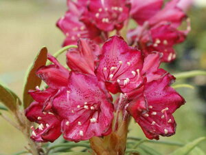 Qt R07-020 חtVNiQwZLzE4x4ƔԍĂ܂Ԃ͑̃ZLzEƈႢ͂Ȃ悤ł10-15cm Γ c c _  A LO Ύ gt  