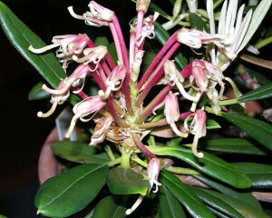 Qt R07-004 }gVNiQ w ߉ނ̌ xڂ1N 10-15cm Γ c c _  A LO Ύ gt  