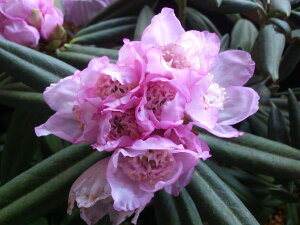 Qt@R07-038 dA}MVNiQw ɓ x ږ1N 10-15cm Γ c c _  A LO Ύ gt  