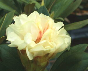 Qt R07-024 NV}VNiQHw F x15cm Γ c c _  A LO Ύ gt  