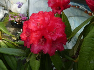 R07-040@VNiQ@CǑwA{E ސFȂԉԁx 20cm @ڂ1N@Γ c c _  A LO Ύ gt  