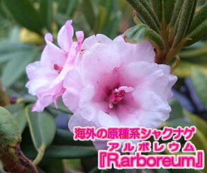 S055 海外の原種シャクナゲ『R.arboreum：アルボレウム　八重咲、ピンクです。』 接木1年目 1-11 商品画像はイメージです 石楠花 苗 苗木 生垣 庭木 植木 記念樹 常緑樹 紅葉 低木 低木