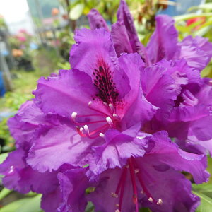 Qt@ڂ2N@R07-043@VNiQwh}`bN_[Nx20cm Γ c c _  A LO Ύ gt  