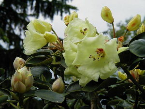 Qt VNiQ CǑwREwardiixڂ1N 10-15cm Γ c c _  A LO Ύ gt  