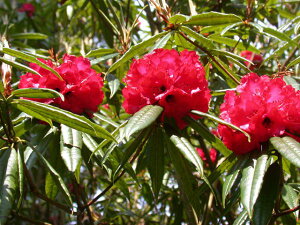 Qt R07-010 VNiQ CǑw REkendrikii x ږ1N 10-15cm Γ c c _  A LO Ύ gt  