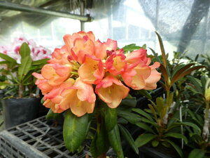 Qt R07-025 VNiQwSEAVIEW SUNSETx 10-15cm Γ c c _  A LO Ύ gt  