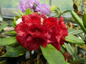 R07-032@VNiQwIx 20cm Γ c c _  A LO Ύ gt  