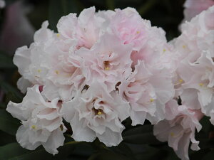 Qt@R07-036d炫VNiQw Weissenburg( @CZuN ) x 15cm@ڂ1N Γ c c _  A LO Ύ gt  