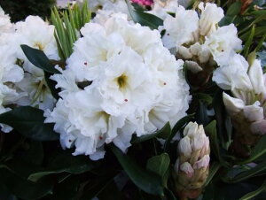 Qt@ڂ2N@R07-042 d炫VNiQw zCgXg[ x 20cm Γ c c _  A LO Ύ gt  