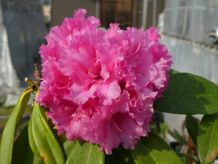 楽天市場 蕾なし 八重咲きシャクナゲ 後光の花 エーワン A1091 H2 7 接木1年 石楠花 苗 苗木 生垣 庭木 植木 記念樹 落葉樹 紅葉 低木 中低木 あす楽 土日出荷 富士園芸楽天市場店 楽天市場 蕾なし 八重咲きシャクナゲ 後光の花 エーワン A1091 H2 7 接木1年 石楠花 苗 苗木 生垣 庭木 植木 記念樹 落葉樹 紅葉 低木 中低木 あす楽 土日出荷 富士園芸楽天市場店