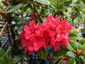 R07-033 VNiQwXJ[bg_[x ږ1Nځ@10-15cm@ i摜̓C[Wł Γ c c _  A LO Ύ gt  