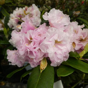 Qt@R07-035 d炫VNiQw Ìyd x ږ1Nځ@10-15cm i摜̓C[Wł Γ c c _  A LO Ύ gt  