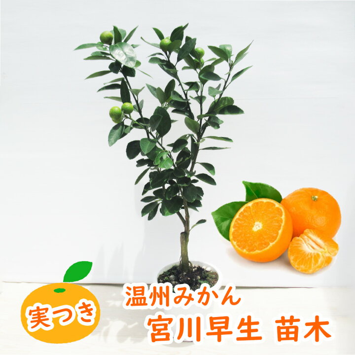 植木・庭木・果樹】温州みかん 宮川早生 ミカン 柑橘 6-1