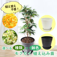 【 植え替え不要 】選べる鉢色 モクセイ 植え込み苗6号鉢 樹高約40cm キンモクセイ ギンモクセイ 金木犀 …