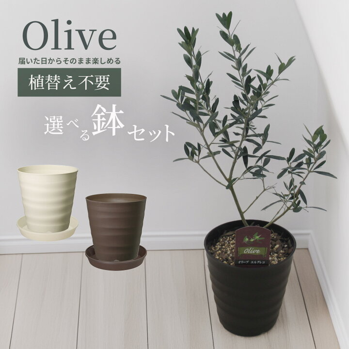 楽天市場】【 植え替え不要 】選べる鉢色 オリーブ 植え込み苗6号鉢 