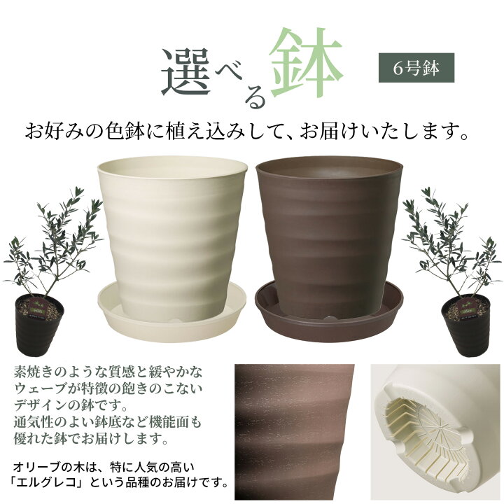 楽天市場】【 植え替え不要 】選べる鉢色 オリーブ 植え込み苗6号鉢 
