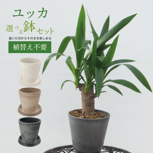 y Aւsv zIׂ锫F bJ Aݕc4 30cm c c N̖ ϗtA  _   V{c[ LO v[g Mtg Yucca