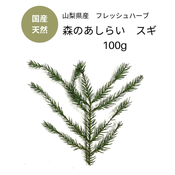 楽天市場 スギ 国産 天然 杉 あしらい 100g 生 農薬不使用 フレッシュハーブ 業務用 大容量 富士山 日本料理 和食 お正月 飾り 蒸留 葉 枝 彩り 香り付け 香料 テーブルコーディネート クラフト おもてなし ラッピング リース お茶 杉の葉茶 山梨県産 デカフェ ノン