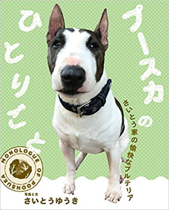 楽天市場 プースカのひとりごとさいとう家の愉快なブルテリア東京キララ社さいとうゆうき ぷーすか 犬 愛犬 本 写真集 かわいい 癒し おすすめ 初版 フジマキネクタイ 楽天市場店