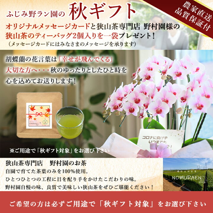 楽天市場 秋ギフトキャンペーン中 胡蝶蘭 3本立ち 50輪以上 つぼみ含む お彼岸 内祝い 敬老の日 花 ギフト お祝い お供え 開店祝い 誕生日祝い 当選祝い 必勝 開院祝い 開業祝い 就任祝い 周年祝い 受章祝い 移転祝い 楽屋花 長寿祝い 供花 月間優良ショップ