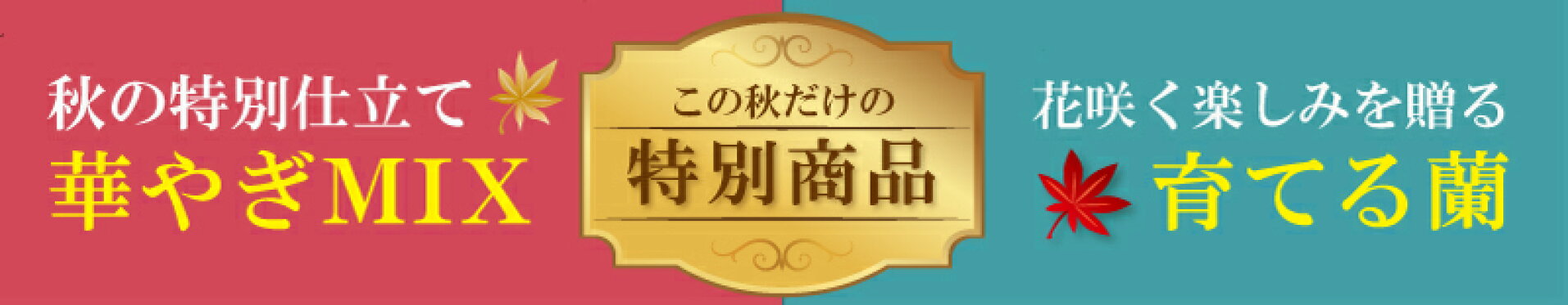 秋のスペシャル企画　ふじみ野ラン園オリジナル　ミックス　胡蝶蘭