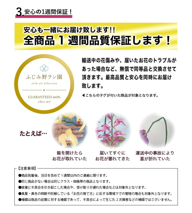 楽天市場 月間優良ショップ受賞 胡蝶蘭 中大輪 珍しい スポット ピンクパンダ 3本立ち 花 ギフト 開店祝い 開院祝い 就任祝い 開業祝い 移転祝い 誕生日祝い 御礼 就任祝い 退職祝い 長寿祝い お供え 当選 必勝 月間優良ショップ ふじみ野ラン園 楽天市場店