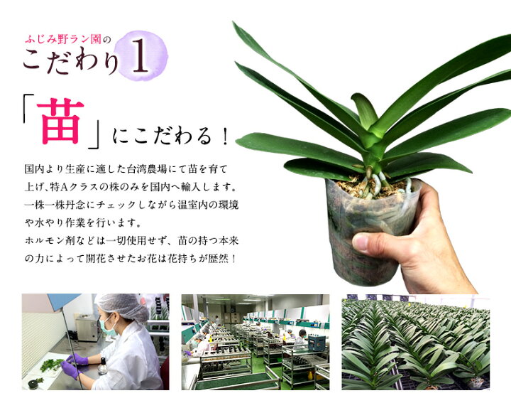 楽天市場】【月間優良ショップ受賞!】 胡蝶蘭 ミディ 中輪 選べる6色 桜姫 3本立ち 花 ギフト お祝い お供え お誕生日祝い 開店祝い 移転祝い 記念日 内祝い 就任祝い 退職祝い 新築祝い 結婚祝い 叙勲 退職祝い 必勝 供花 月間優良ショップ : ふじみ野ラン園 楽天市場店 楽天市場】【月間優良ショップ受賞!】 胡蝶蘭 ミディ 中輪 選べる6色 桜姫 3本立ち 花 ギフト お祝い お供え お誕生日祝い 開店祝い 移転祝い 記念日 内祝い 就任祝い 退職祝い 新築祝い 結婚祝い 叙勲 退職祝い 必勝 供花 月間優良ショップ : ふじみ野ラン園 楽天市場店