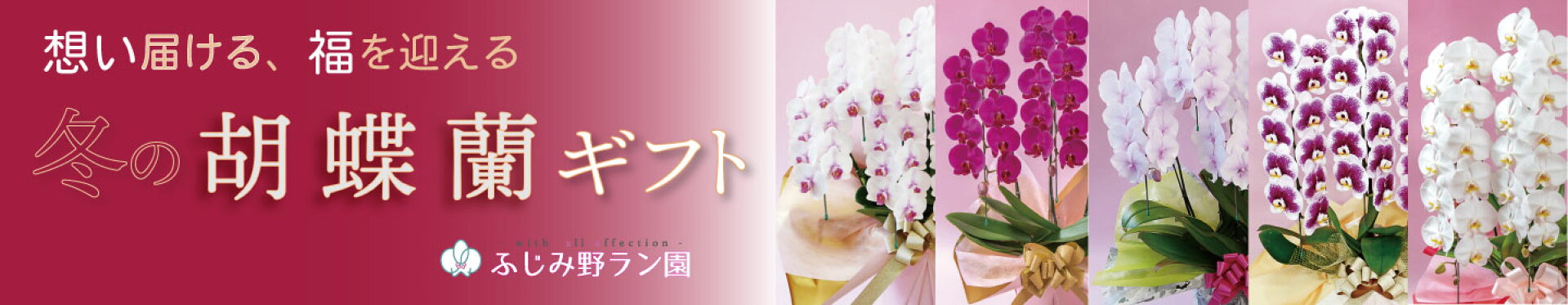 今の推し おすすめ 胡蝶蘭 はこちら 差が出るギフトに 誕生日祝 開店祝 周年祝 移転祝