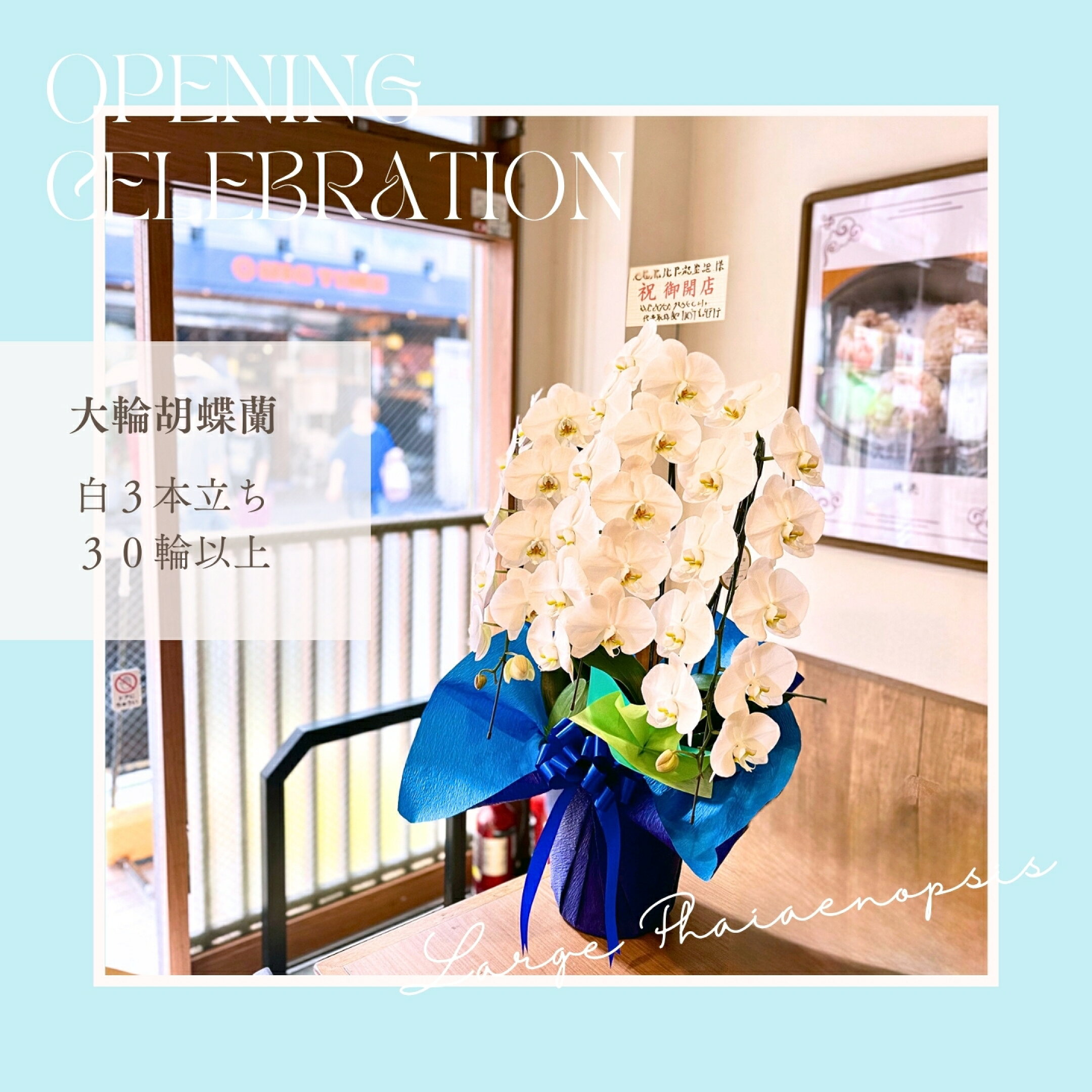 胡蝶蘭3本立ち　今月の無料おすすめラッピングと！
