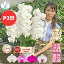 【2/25までエントリー＆抽選で最大5,000ポイントバック！】 胡蝶蘭 大輪3本立ち スタンダードクラス 5色 【30輪以上つぼみ含む】 画像送付あり 各種立札・ラッピング無料！ 最短翌日着 ギフト 蘭 花 お祝い お供え 開店祝い 受章祝 叙勲 就任祝い 誕生日祝い 移転祝い 供花