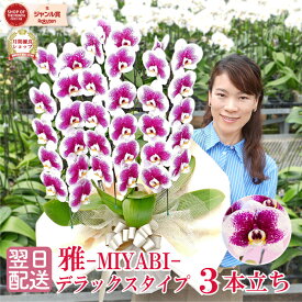 胡蝶蘭 「雅 -MIYABI-」 デラックスタイプ 3本立ち 画像送付あり 各種立札・ラッピング無料！ レア品種 紫 蘭 花 最短翌日着 ギフト 開店祝い 受章祝い 叙勲 開院祝い 移転祝い 誕生日祝い 就任祝い 供花 お供え