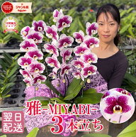 【エントリーでポイント5倍！】 胡蝶蘭 天然色 紫「雅 -MIYABI-」 3本立ち 大輪 レア 希少 品種 画像送付…