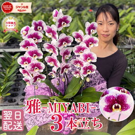 胡蝶蘭 天然色 紫「雅 -MIYABI-」 3本立ち 中大輪 レア品種 画像送付あり 各種立札・ラッピング無料！ 最短翌日着 蘭 花 ギフト 開店祝い 受章祝い 開院祝い 就任祝い 移転祝い 誕生日祝い 就任祝い 供花 当選祝い お供え