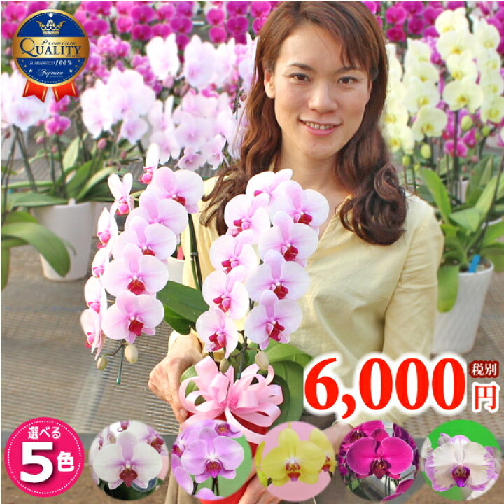 楽天市場 胡蝶蘭 ミディ中輪2本立ち 5種類 あす楽 花 ギフト プレゼント お祝い フラワーギフト ホワイトデー ひな祭り お誕生日祝い 開店祝い 移転祝い 御礼 就任祝い 内祝 記念日 発表会 お礼 退職祝い お供え 供花 自宅用 当選 必勝 月間優良ショップ ふじみ野ラン