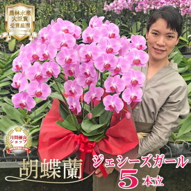胡蝶蘭 中輪 ミディ ピンク 「ジェシーズガール」 5本立ち 画像送付あり 各種立札・ラッピング無料！ 最短翌日着 ギフト 花 開店祝い 誕生日祝い 就任祝い 内祝い 受章祝 叙勲 当選 必勝 月間優良ショップ