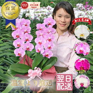 【エントリーでポイント5倍！】 胡蝶蘭 おすすめ ミディ 2本立ち 4種類 蘭 紫 ピンク 白 画像送付あり 各…