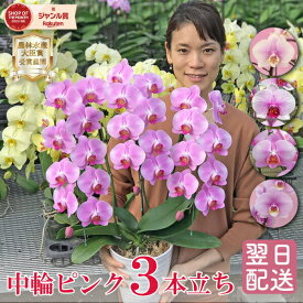 胡蝶蘭 中輪 ミディ ピンク 品種おまかせ 3本立ち 画像送付あり 各種立札・ラッピング無料！ 最短翌日着 ギフト 花 お祝い お供え 開店祝い 受章祝 叙勲 誕生日祝い 記念日 内祝い 供花 月間優良ショップ