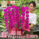 胡蝶蘭 蘭 ミディ 中輪 「恋姫」 3本立ち デラックスタイプ 紫 ワイン色 花 画像送付あり 各種立札・ラッピング無料！ 最短翌日着 ギフト お祝い 開店祝い 受章祝い 叙勲 誕生日祝い 古希 喜寿 記念日 就任祝い 周年祝い お礼 供花