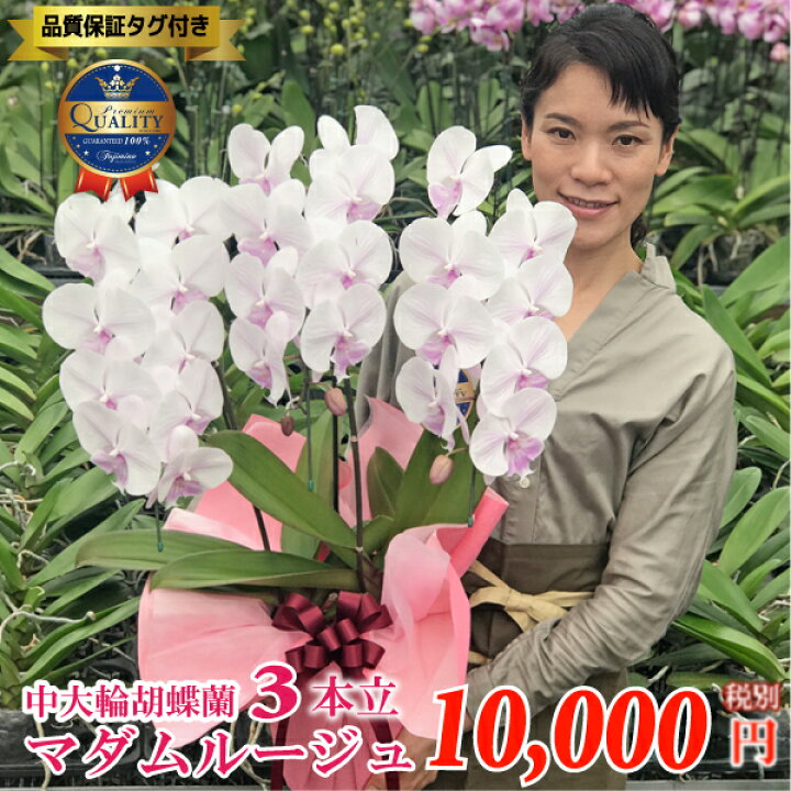 楽天市場 胡蝶蘭 中大輪 マダムルージュ3本立ち 花 コチョウラン 珍しい エレガントでふわりと優しい雰囲気です ギフト 開店祝い 開業祝い 開院祝い 移転祝い 叙勲 記念品 就任祝い 退職祝い サロン オープン 御礼 お誕生日祝い 新築祝い お供え 供花 月間優良ショップ 楽天市場 胡蝶蘭 中大輪 マダムルージュ3本立ち 花 コチョウラン 珍しい エレガントでふわりと優しい雰囲気です ギフト 開店祝い 開業祝い 開院祝い 移転祝い 叙勲 記念品 就任祝い 退職祝い サロン オープン 御礼 お誕生日祝い 新築祝い お供え 供花 月間優良ショップ