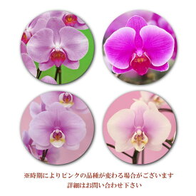 胡蝶蘭 蘭 ミディ2本立ち 3色 画像送付あり 各種立札・ラッピング無料！ 最短翌日着 ギフト お祝い お誕生日祝い 開店祝い 受章祝 叙勲 移転祝い 就任祝い 内祝 記念日 受章祝 発表会 お供え 供花 自宅用