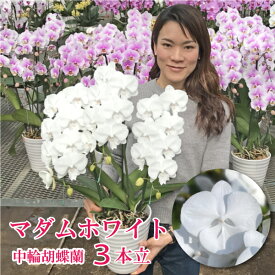 【おすすめ！】 ミディ 胡蝶蘭 「マダムホワイト」3本立ち 白 花 コチョウラン 花 ギフト お祝い お供え お誕生日祝い 長寿祝い 開店祝い 就任祝い 退職祝い 内祝 供花 退職祝い お礼 自宅用 月間優良ショップ