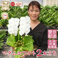 【7月限定！抽選で最大5000Pバック要エントリー】 胡蝶蘭 ミディ 中輪 「マダムホワイト」 2本立ち 白 レ…
