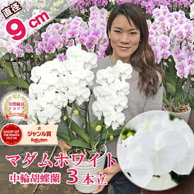 【おすすめ！】 ミディ 胡蝶蘭 「マダムホワイト」3本立ち あす楽 白 花 コチョウラン 花 ギフト お祝い お供え お誕生日祝い 長寿祝い 開店祝い 就任祝い 退職祝い 内祝 供花 退職祝い お礼 自宅用 月間優良ショップ