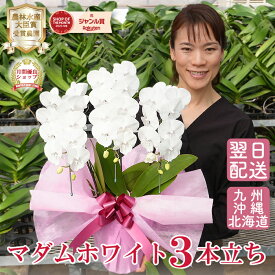 純白 ミディ 胡蝶蘭 「マダムホワイト」3本立ち（現在つぼみ多め） 白 花 花 画像送付あり 各種立札・ラッピング無料！ 最短翌日着 ギフト お祝い お供え お誕生日祝い 開店祝い 受章祝 叙勲 就任祝い 内祝 供花 自宅用