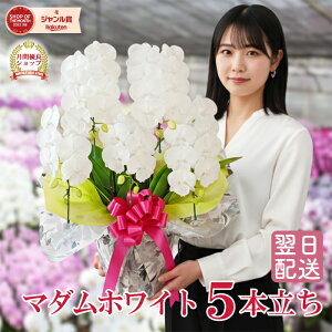 Ӓ  ~fB }_zCg5{   摜t e헧DEbsOI ŒZ Mtg j  ͏j M aj ͏j Mj JXj 